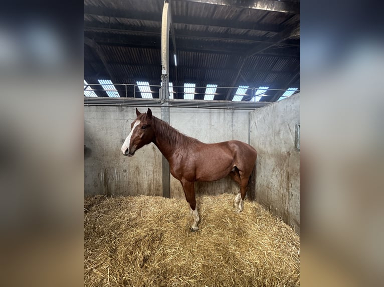 Zangersheider Étalon 4 Ans 160 cm Alezan brûlé in Dalfsen