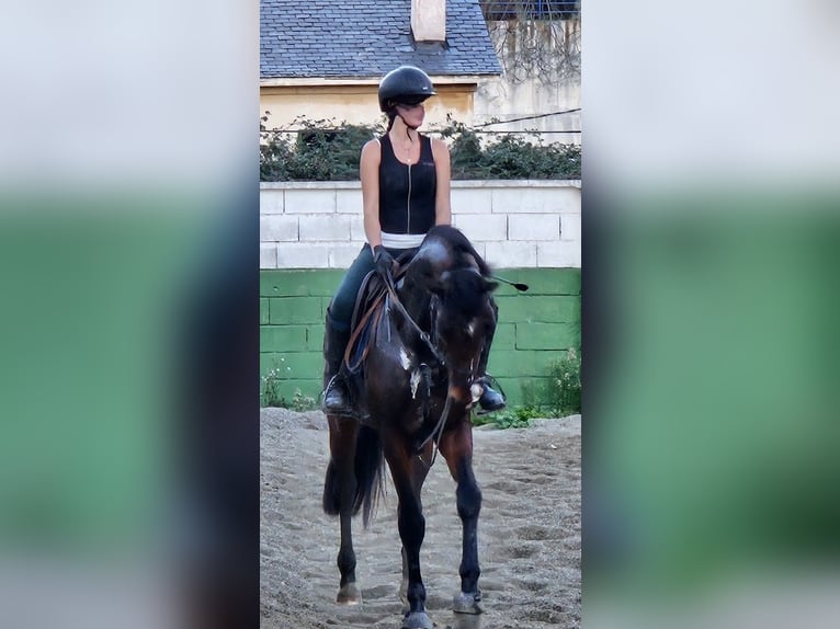 Zangersheider Étalon 4 Ans 160 cm Bai brun in Madrid