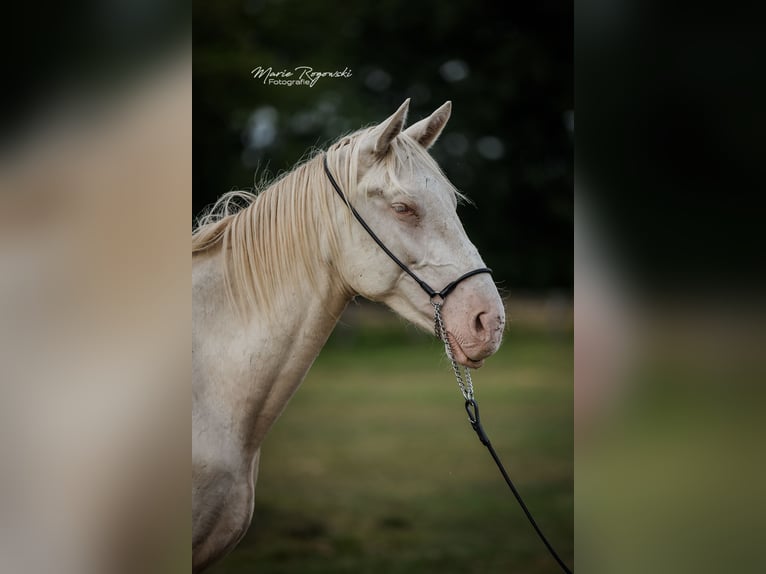 Zangersheider Étalon 4 Ans 160 cm Perlino in Beaumont pied-de-boeuf