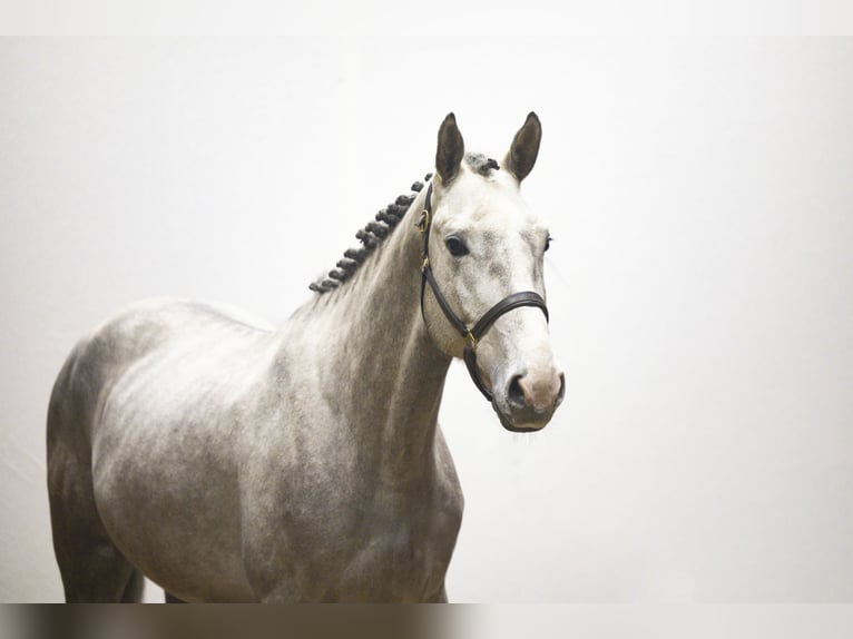 Zangersheider Étalon 4 Ans 167 cm Gris in Waddinxveen