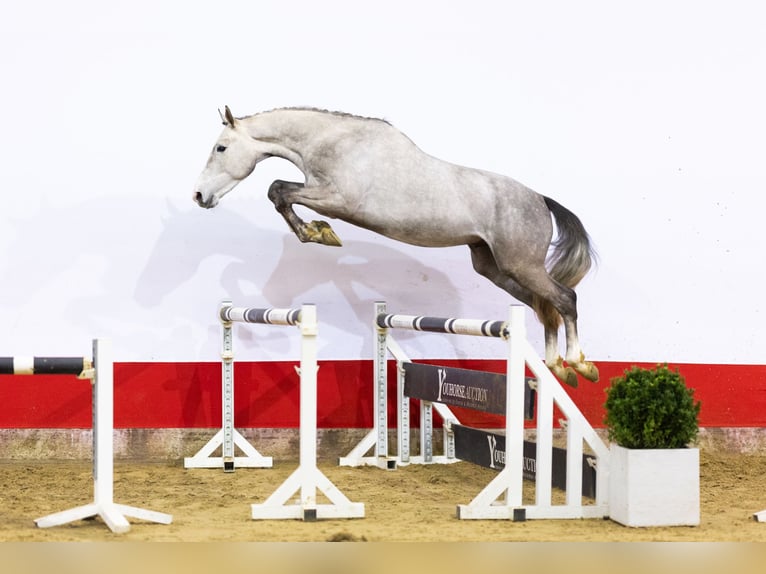 Zangersheider Étalon 4 Ans 167 cm Gris in Waddinxveen