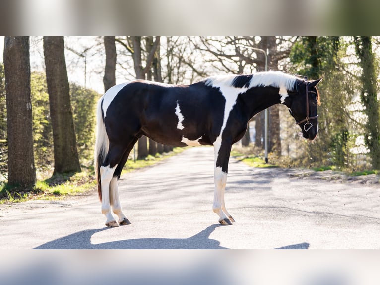 Zangersheider Étalon 4 Ans 167 cm Pinto in Den Ham