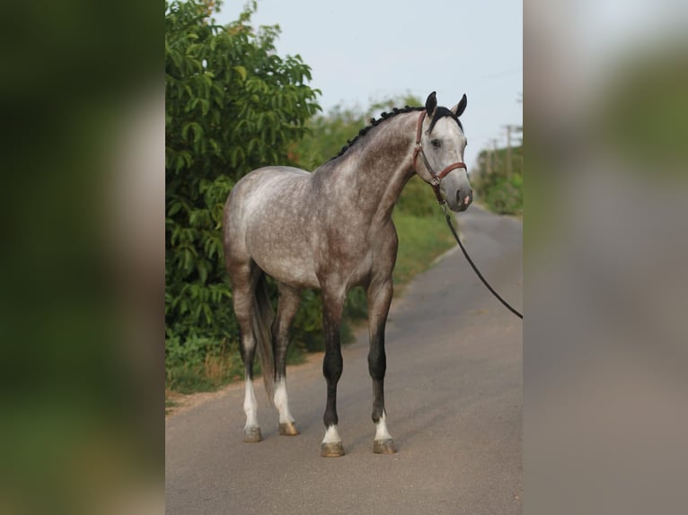 Zangersheider Étalon 4 Ans 168 cm Bai brun in Budapest