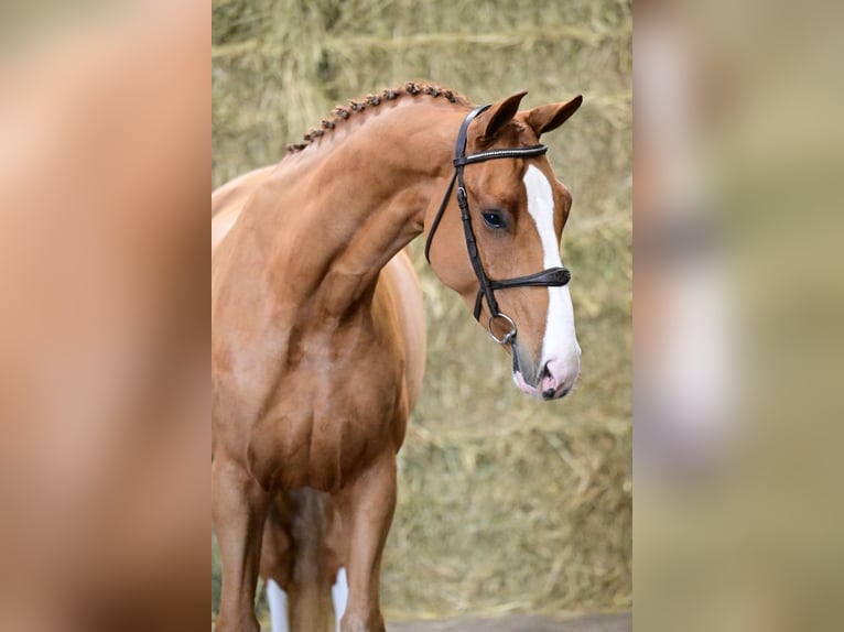 Zangersheider Étalon 4 Ans 169 cm Alezan in Bladel