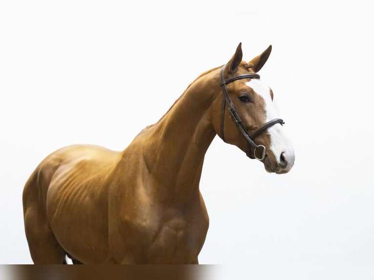 Zangersheider Étalon 4 Ans 169 cm Alezan in Waddinxveen