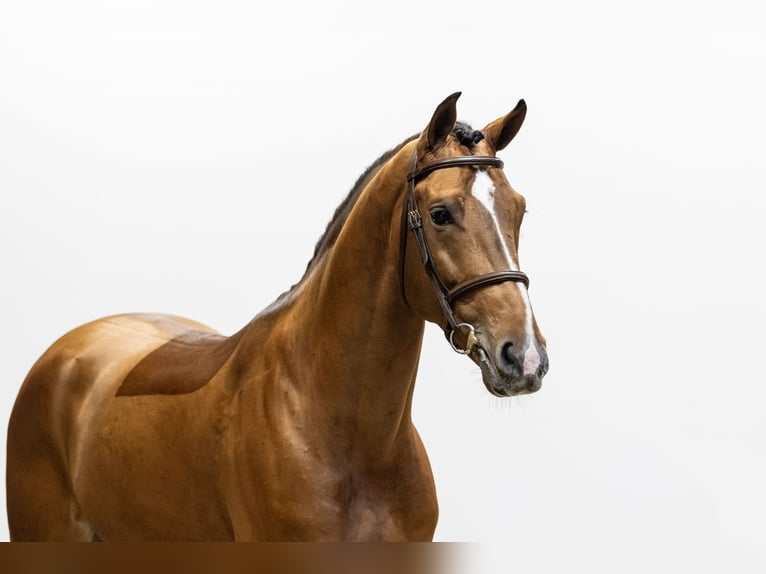 Zangersheider Étalon 4 Ans 169 cm in Waddinxveen