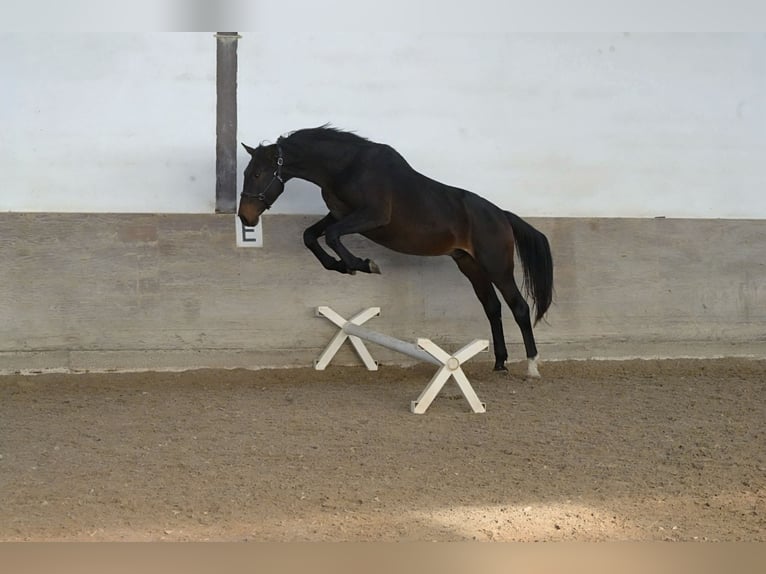 Zangersheider Étalon 4 Ans 170 cm Bai brun in Ketsch