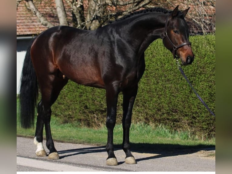 Zangersheider Étalon 4 Ans 170 cm Bai brun in Murska Soboda