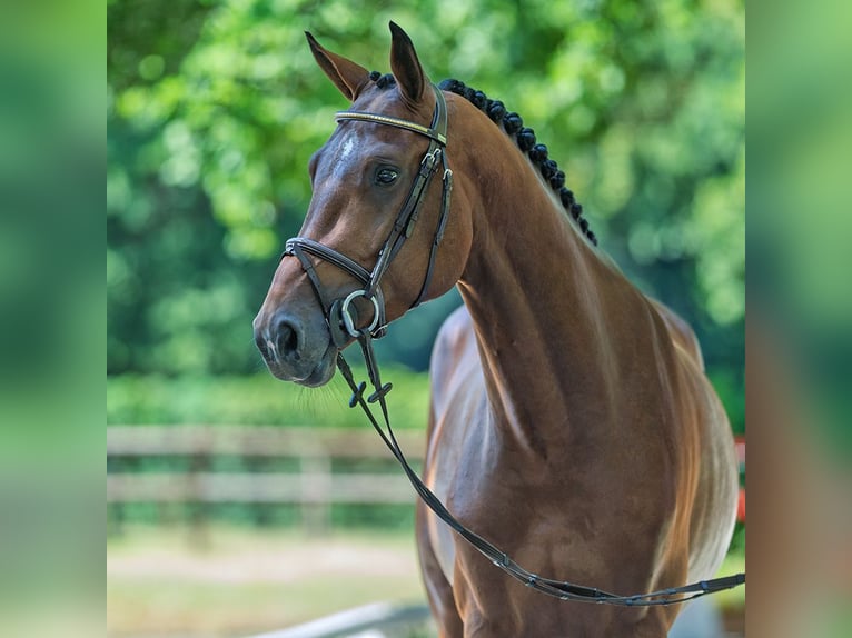 Zangersheider Étalon 4 Ans 170 cm Bai in M&#xFC;nster-Handorf