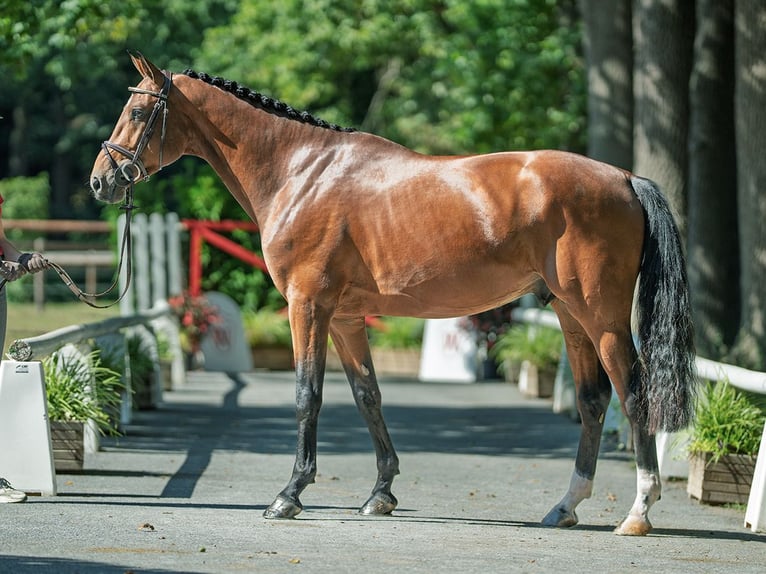 Zangersheider Étalon 4 Ans 170 cm Bai in M&#xFC;nster-Handorf