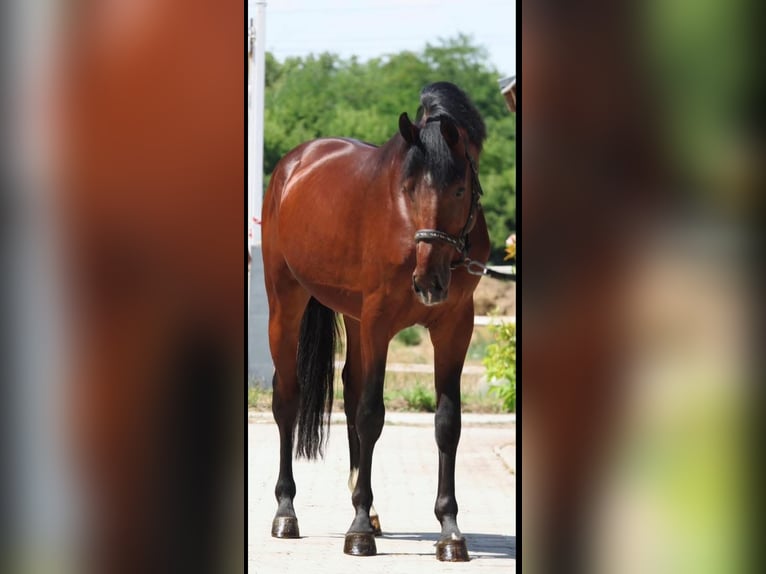 Zangersheider Étalon 4 Ans 170 cm Bai in Murska Soboda