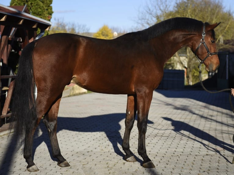 Zangersheider Étalon 4 Ans 170 cm Bai in Murska Soboda