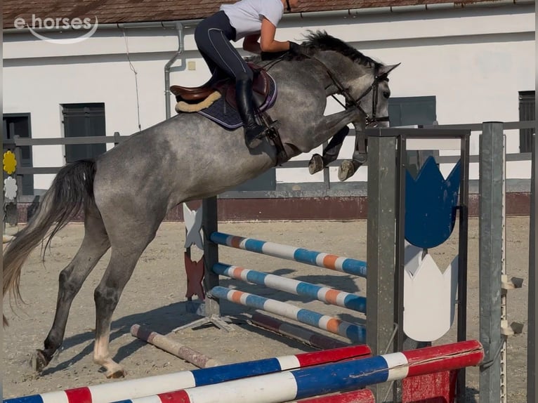 Zangersheider Étalon 4 Ans 170 cm Gris in Bristol