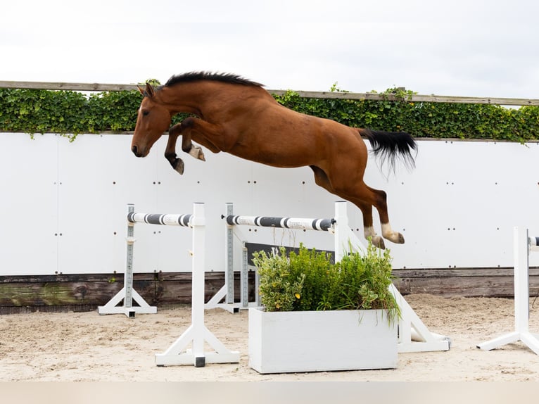 Zangersheider Étalon 4 Ans 171 cm Bai in Waddinxveen