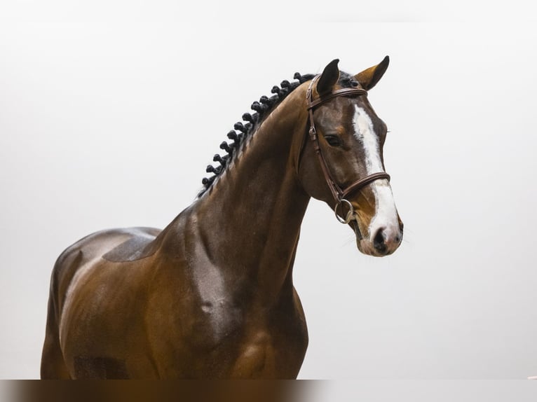 Zangersheider Étalon 4 Ans 172 cm  in Waddinxveen