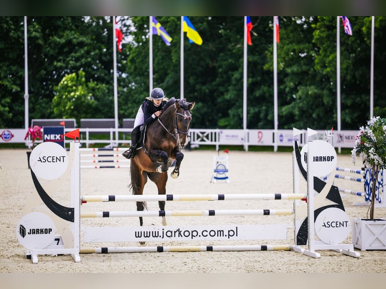 Zangersheider Étalon 4 Ans 173 cm Bai brun in Wysogotowo