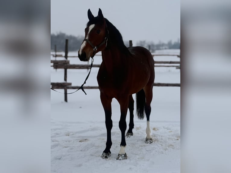 Zangersheider Étalon 4 Ans 174 cm Bai brun in Gyula