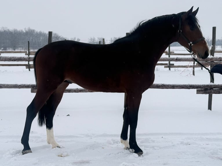 Zangersheider Étalon 4 Ans 174 cm Bai brun in Gyula