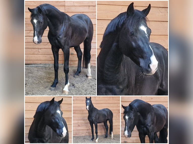 Zangersheider Étalon 4 Ans in Den Ham