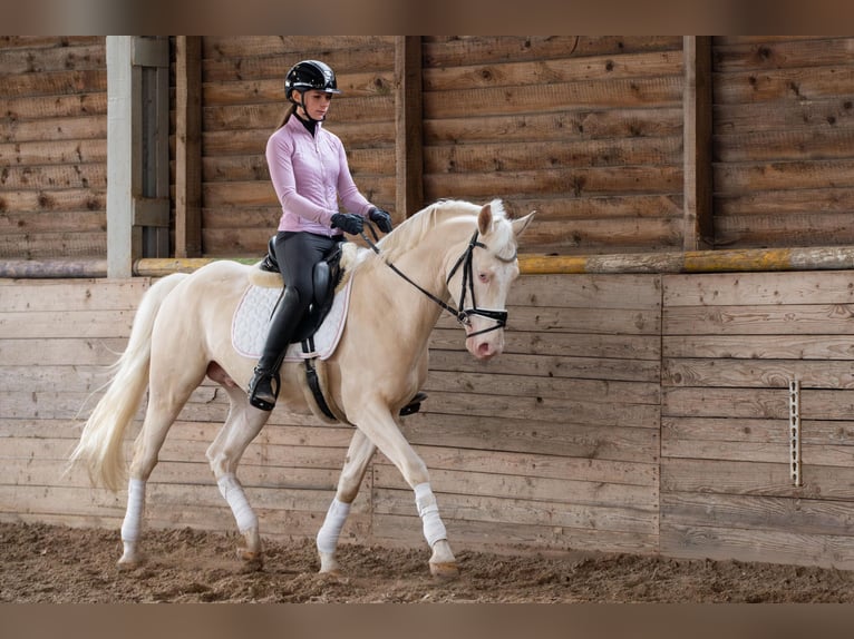 Zangersheider Étalon 5 Ans 157 cm Cremello in Bytom