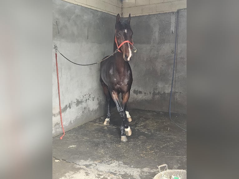 Zangersheider Étalon 5 Ans 163 cm Bai in Madrid