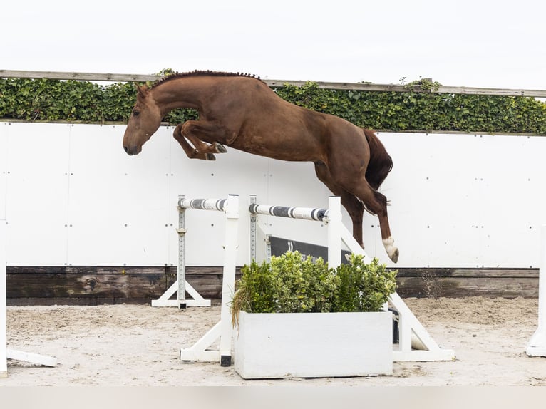 Zangersheider Étalon 5 Ans 167 cm  in Waddinxveen