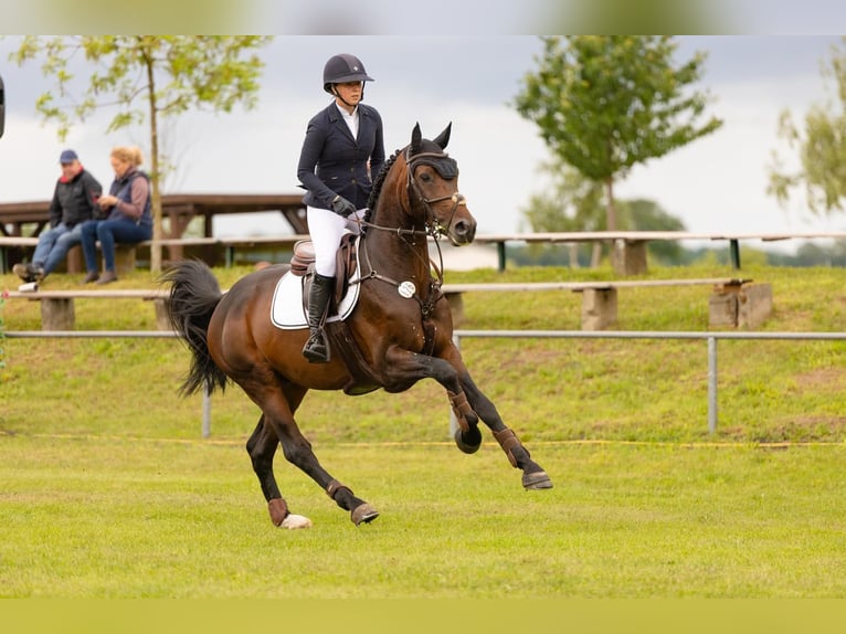 Zangersheider Étalon 5 Ans 168 cm in Rhinow