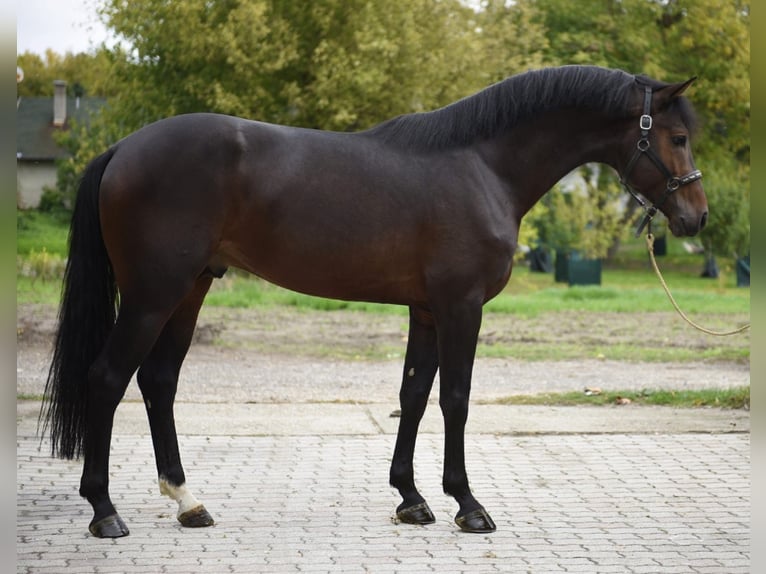 Zangersheider Étalon 5 Ans 170 cm Bai brun in Murska Soboda