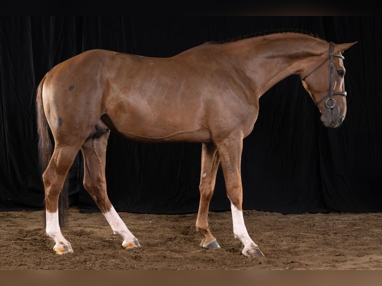 Zangersheider Étalon 5 Ans 171 cm Alezan in Bladel