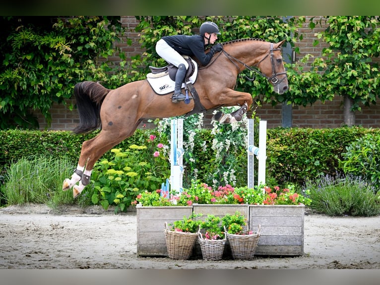 Zangersheider Étalon 5 Ans 171 cm Alezan in Bladel