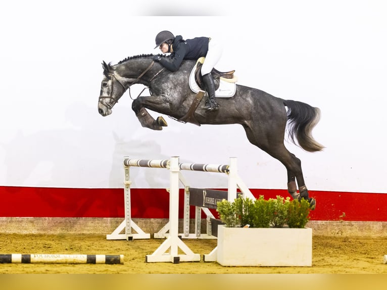 Zangersheider Étalon 5 Ans 171 cm Gris in Waddinxveen