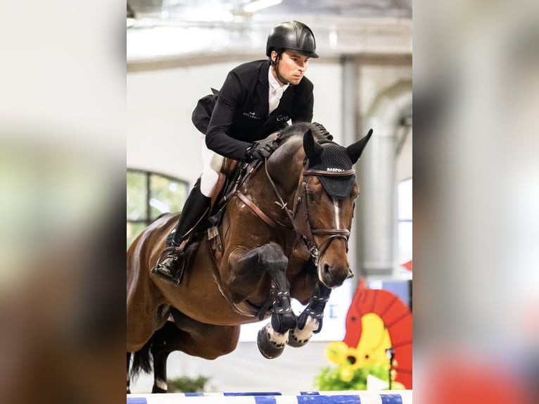 Zangersheider Étalon 9 Ans 174 cm Bai in Sarbiewo 35