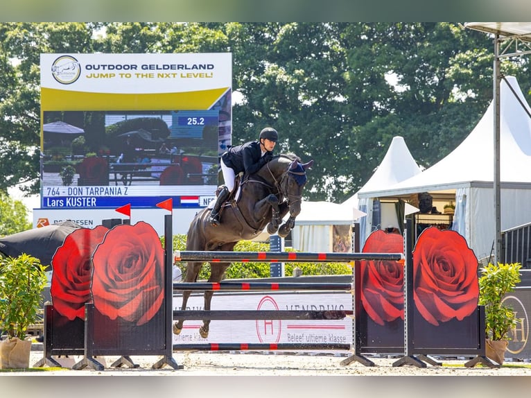 Zangersheider Étalon Noir in Swifterbant