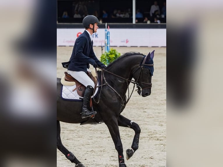 Zangersheider Étalon Noir in Swifterbant