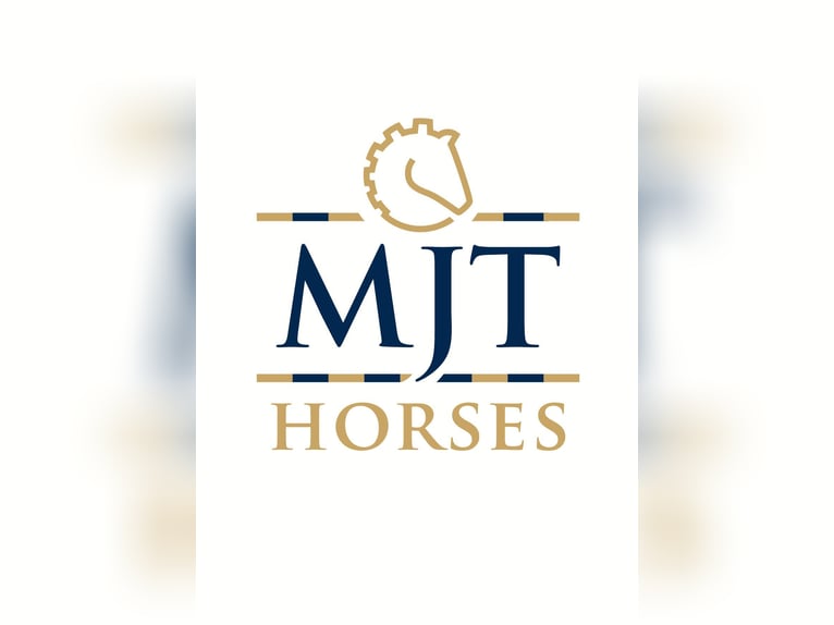 Zangersheider Étalon Noir in Marcelewo