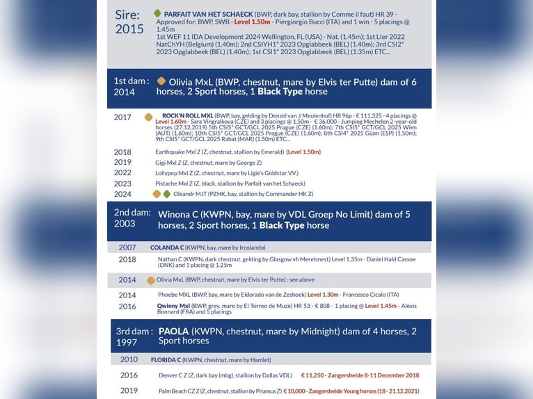 Zangersheider Étalon Noir in Marcelewo