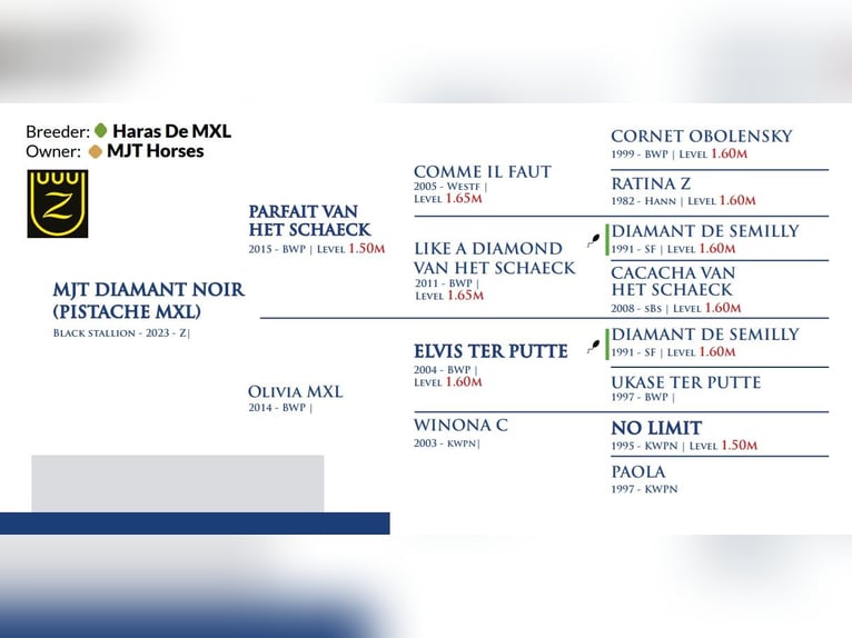 Zangersheider Étalon Noir in Marcelewo