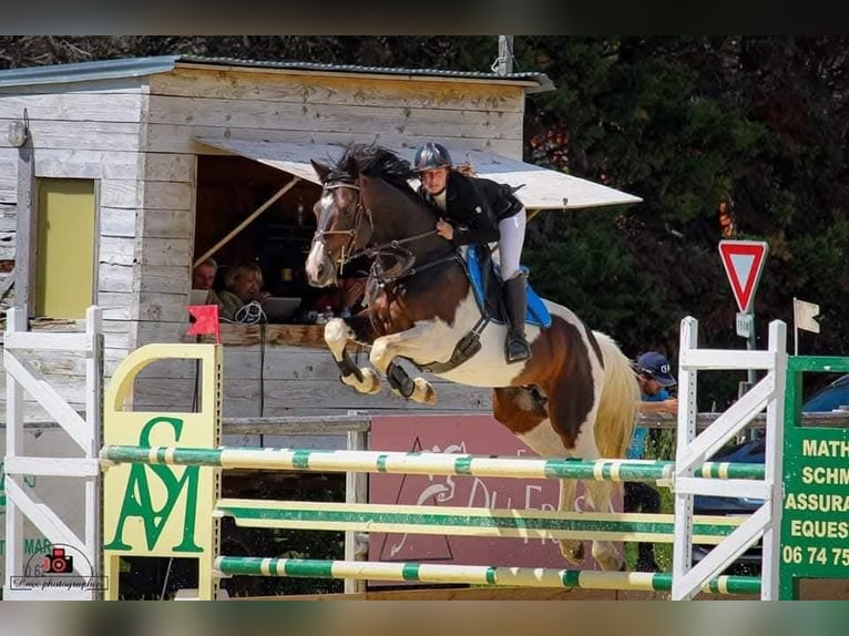 Zangersheider Étalon Pinto in Asten