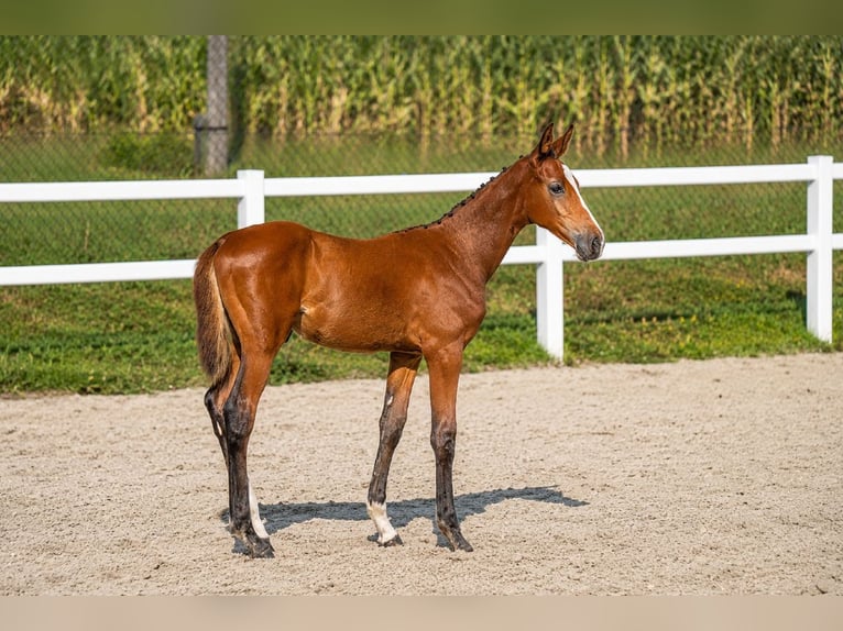 Zangersheider Étalon Poulain (01/2026) 122 cm Bai cerise in Cazma