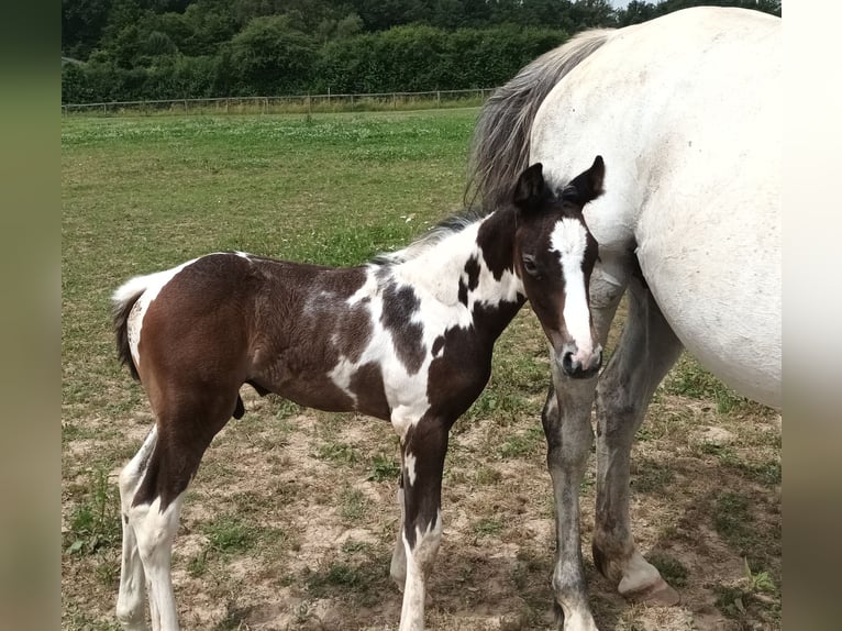 Zangersheider Étalon Poulain (02/2024) 165 cm Peut devenir gris in DAMPIERRE