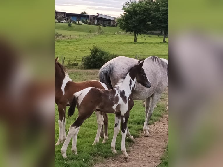 Zangersheider Étalon Poulain (02/2024) 165 cm Peut devenir gris in DAMPIERRE