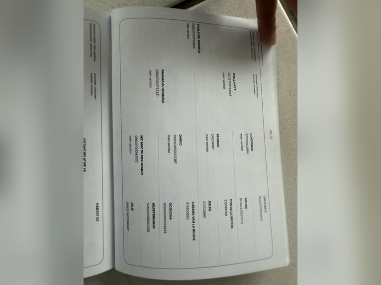Zangersheider Étalon  168 cm Bai in Buch