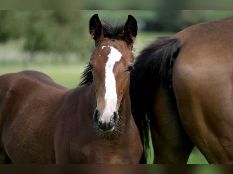 Zangersheider Étalon Poulain (06/2024) 168 cm Gris noir in Oetingenkester