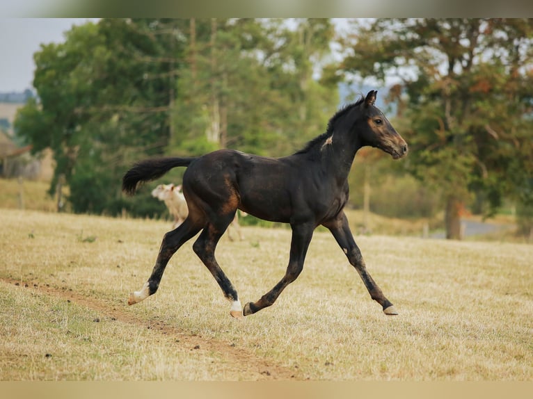 Zangersheider Étalon Poulain (05/2025) 170 cm Bai brun foncé in SORBIER