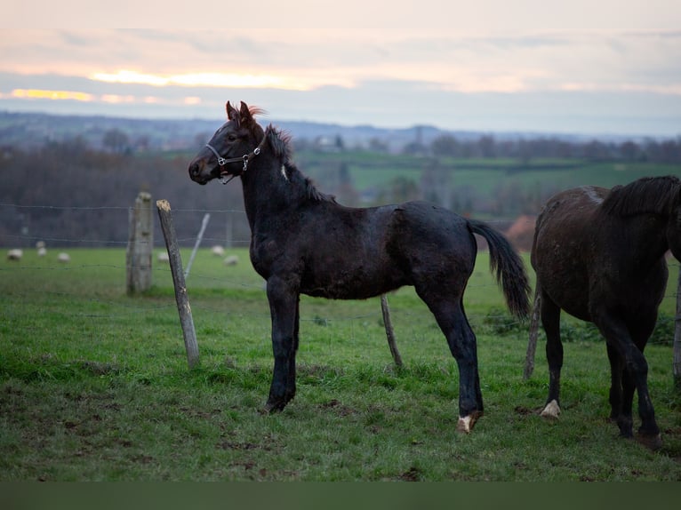 Zangersheider Étalon Poulain (05/2025) 170 cm Bai brun foncé in Sorbier