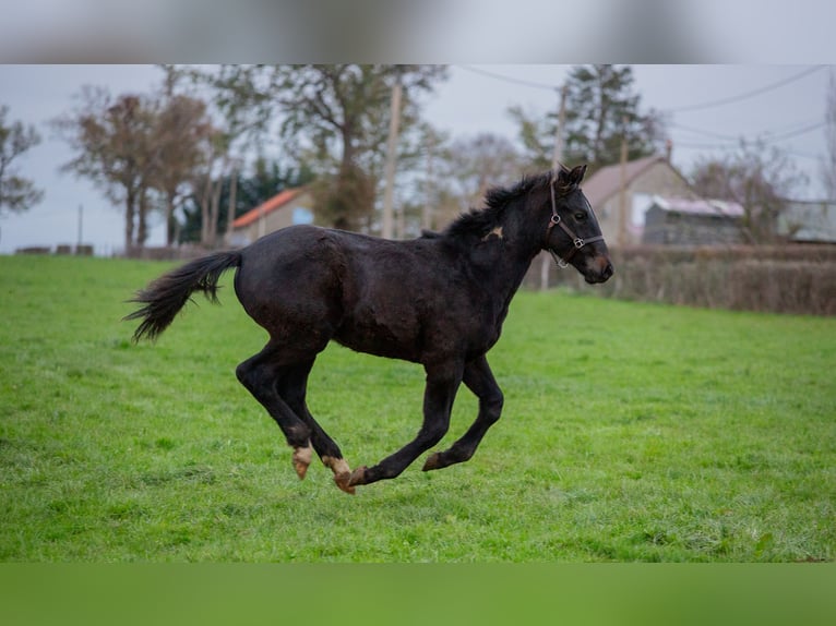 Zangersheider Étalon Poulain (05/2025) 170 cm Bai brun foncé in Sorbier
