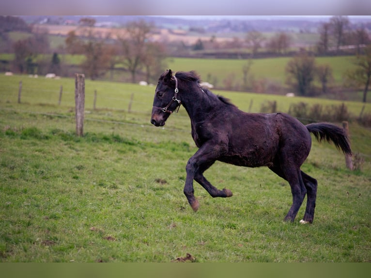 Zangersheider Étalon Poulain (05/2025) 170 cm Bai brun foncé in Sorbier