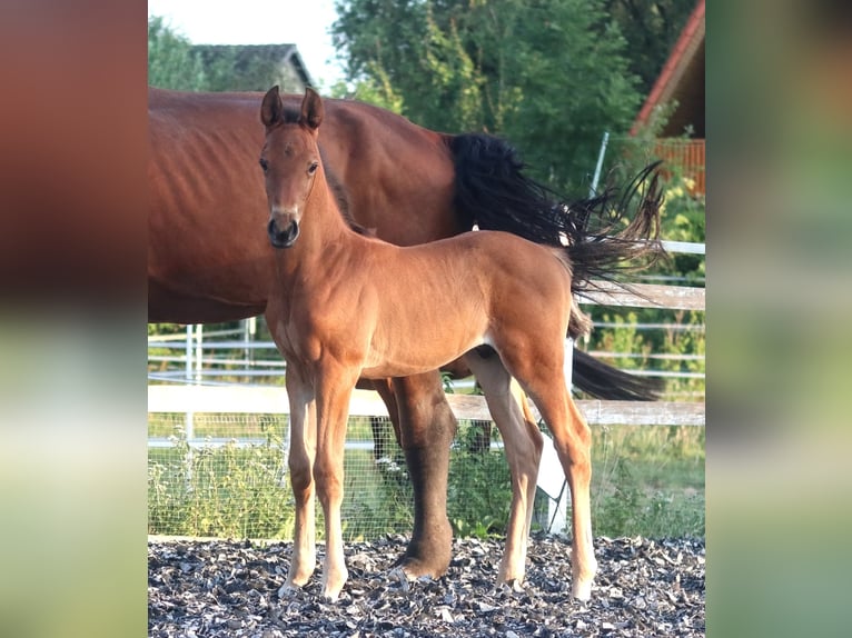 Zangersheider Étalon Poulain (06/2026) 170 cm Bai in Feldhorst