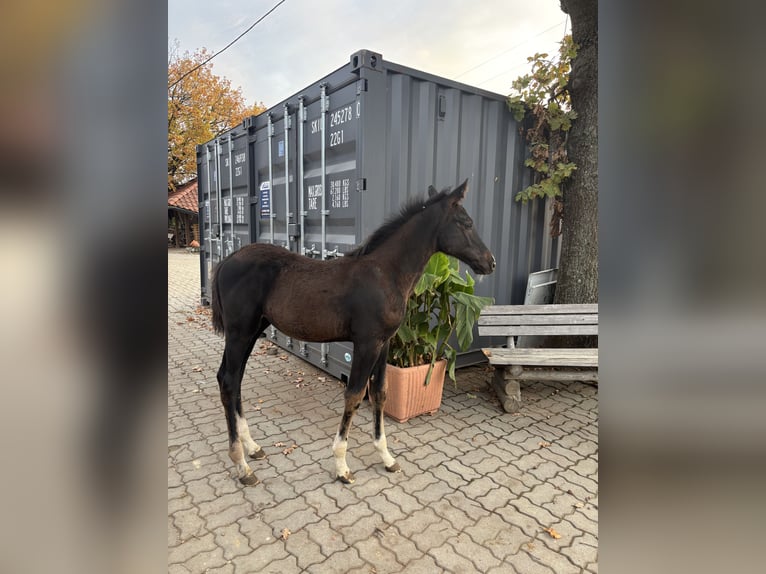Zangersheider Étalon Poulain (07/2026) 172 cm Bai brun in Rzeszów