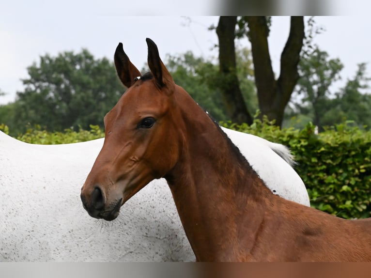 Zangersheider Étalon Poulain (05/2024) 172 cm Bai in Reichenwalde